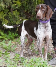 ALJOSCHA2, Hund, Pointer in Zypern - Bild 2