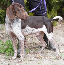 ALJOSCHA2, Hund, Pointer in Zypern - Bild 3