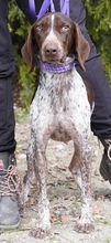 ALJOSCHA2, Hund, Pointer in Zypern - Bild 4