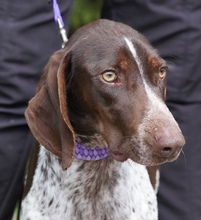 ALJOSCHA2, Hund, Pointer in Zypern - Bild 5