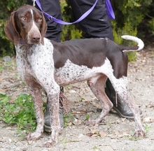 ALJOSCHA2, Hund, Pointer in Zypern - Bild 6