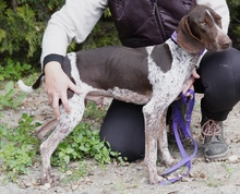 ALJOSCHA2, Hund, Pointer in Zypern - Bild 7