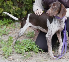 ALJOSCHA2, Hund, Pointer in Zypern - Bild 8