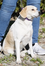 FIORE, Hund, Mischlingshund in Zypern - Bild 2