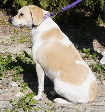 FIORE, Hund, Mischlingshund in Zypern - Bild 3