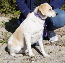 FIORE, Hund, Mischlingshund in Zypern - Bild 4