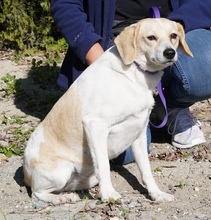 FIORE, Hund, Mischlingshund in Zypern - Bild 5