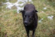 MEGGY, Hund, Mischlingshund in Kroatien - Bild 3