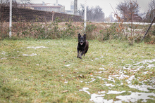 MEGGY, Hund, Mischlingshund in Kroatien - Bild 5