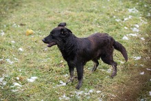 MEGGY, Hund, Mischlingshund in Kroatien - Bild 6