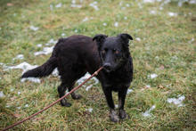 MEGGY, Hund, Mischlingshund in Kroatien - Bild 7