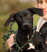 GINZENG, Hund, Dackel-Mix in Ungarn - Bild 1