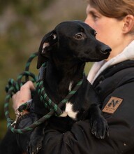 GINZENG, Hund, Dackel-Mix in Ungarn - Bild 10