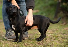 GINZENG, Hund, Dackel-Mix in Ungarn - Bild 2