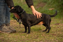 GINZENG, Hund, Dackel-Mix in Ungarn - Bild 3