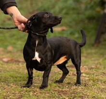 GINZENG, Hund, Dackel-Mix in Ungarn - Bild 4