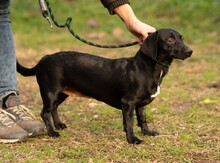 GINZENG, Hund, Dackel-Mix in Ungarn - Bild 5