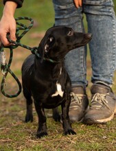 GINZENG, Hund, Dackel-Mix in Ungarn - Bild 8