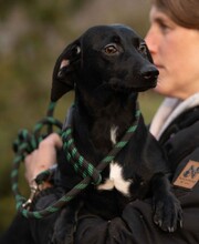 GINZENG, Hund, Dackel-Mix in Ungarn - Bild 9