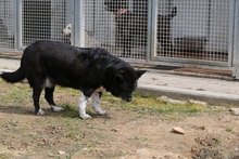 PENELOPE, Hund, Mischlingshund in Italien - Bild 10