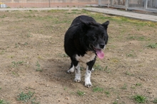 PENELOPE, Hund, Mischlingshund in Italien - Bild 11