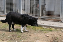 PENELOPE, Hund, Mischlingshund in Italien - Bild 12
