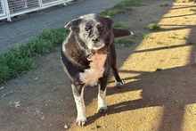 PENELOPE, Hund, Mischlingshund in Italien - Bild 13