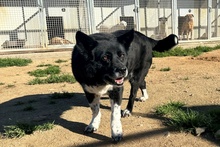PENELOPE, Hund, Mischlingshund in Italien - Bild 14