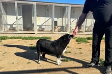 PENELOPE, Hund, Mischlingshund in Italien - Bild 15