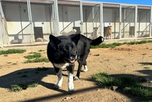PENELOPE, Hund, Mischlingshund in Italien - Bild 16
