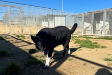 PENELOPE, Hund, Mischlingshund in Italien - Bild 17