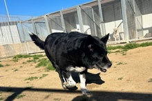 PENELOPE, Hund, Mischlingshund in Italien - Bild 18
