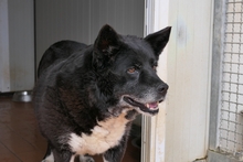 PENELOPE, Hund, Mischlingshund in Italien - Bild 7