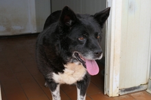 PENELOPE, Hund, Mischlingshund in Italien - Bild 8