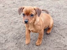 ZELDA, Hund, Dackel-Pinscher-Mix in Ungarn - Bild 3