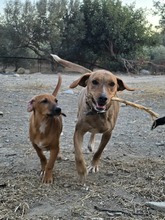 SHABBA, Hund, Mischlingshund in Griechenland - Bild 3