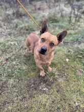 NICOLAUS, Hund, Mischlingshund in Slowakische Republik - Bild 1