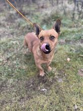 NICOLAUS, Hund, Mischlingshund in Slowakische Republik - Bild 2