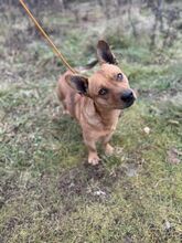 NICOLAUS, Hund, Mischlingshund in Slowakische Republik - Bild 3