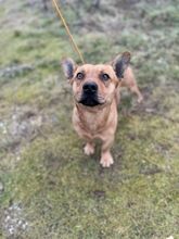 NICOLAUS, Hund, Mischlingshund in Slowakische Republik - Bild 5