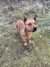 NICOLAUS, Hund, Mischlingshund in Slowakische Republik - Bild 6