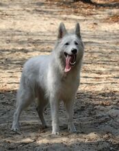 ZETA, Hund, Weißer Schweizer Schäferhund in Polen - Bild 2