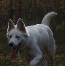 ZETA, Hund, Weißer Schweizer Schäferhund in Polen - Bild 5