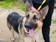 BANDITO, Hund, Deutscher Schäferhund in Italien - Bild 1