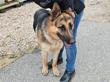 BANDITO, Hund, Deutscher Schäferhund in Italien - Bild 4