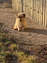 JINGLE, Hund, Mischlingshund in Rumänien - Bild 10