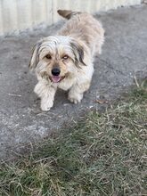 JINGLE, Hund, Mischlingshund in Rumänien - Bild 2