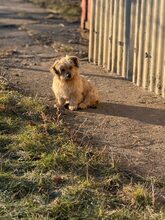 JINGLE, Hund, Mischlingshund in Rumänien - Bild 9