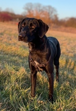 KONGA, Hund, Mischlingshund in Wehrheim - Bild 1