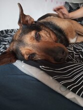 TULMA, Hund, Mischlingshund in Winsen - Bild 15